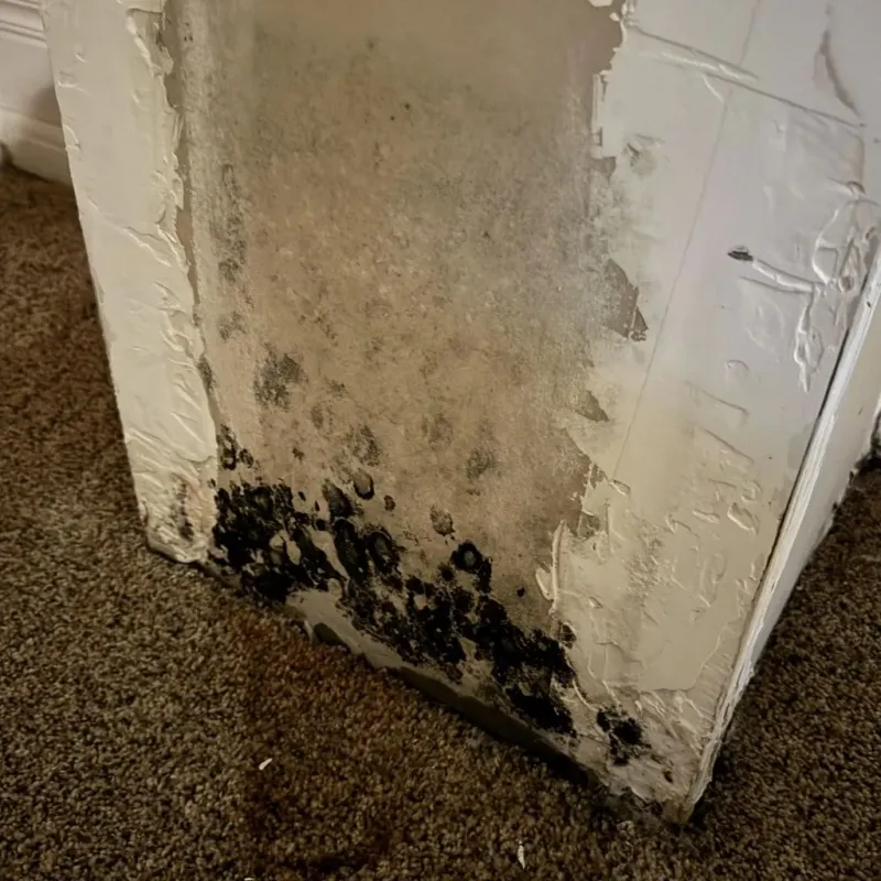 Professional Mold Removal in Grundy County, IL